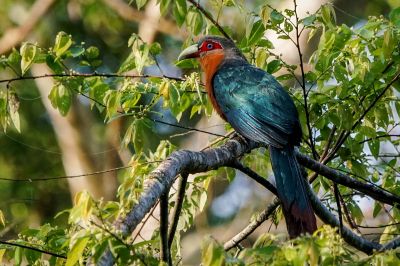 Schimmerkuckuck / Chestnut-breasted Malkoha