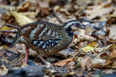 Braunbrust Buschwachtel / Bar-backed Partridge (Brown-breasted Hill-partridge)