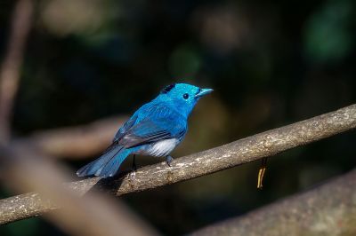 Schwarzgenickschnäpper (M) / Black-naped Monarch