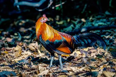 Bankivahuhn (M) / Red Junglefowl