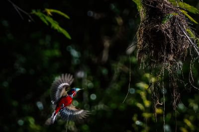 Kellenschnabel-Breitrachen / Black-and-red Broadbill