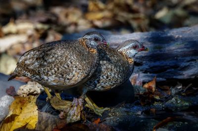 Grünfuß Buschwachtel / Scaly-breasted Partridge (Green-legged Hill-partridge)