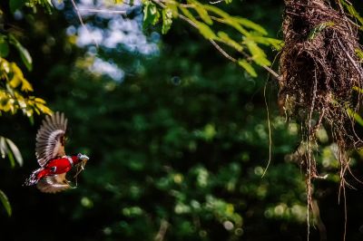 Kellenschnabel-Breitrachen / Black-and-red Broadbill