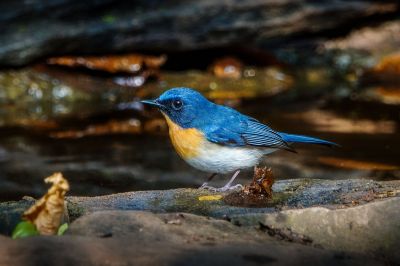 Tickellblauschnäpper (M) / Tickell's Blue-flycatcher