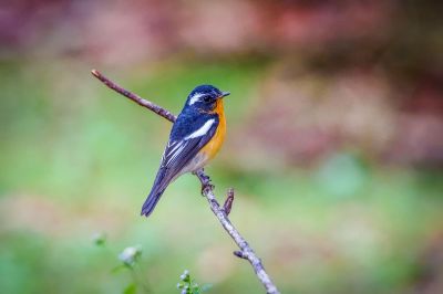 Mugimakischnäpper (M) / Mugimaki Flycatcher