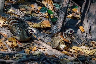 Braunbrust Buschwachtel / Bar-backed Partridge (Brown-breasted Hill-partridge)