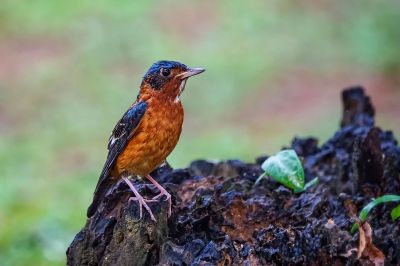 Amurrötel (M) / White-throated Rock-thrush