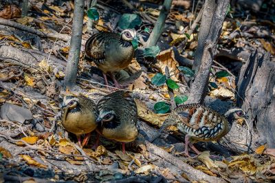 Braunbrust Buschwachtel / Bar-backed Partridge (Brown-breasted Hill-partridge)