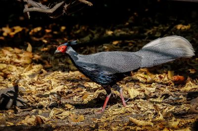 Kalifasan (M) (L.l.crawfurdii) - Kalij Pheasant