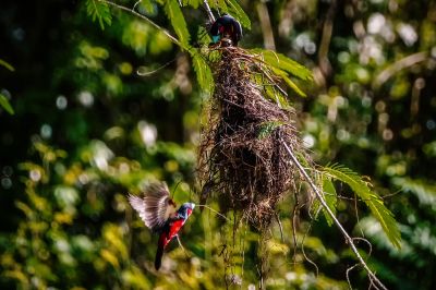 Kellenschnabel-Breitrachen / Black-and-red Broadbill