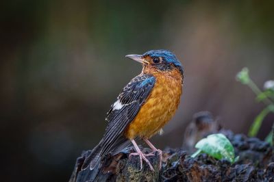 Amurrötel (M) / White-throated Rock-thrush