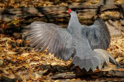 Kalifasan (M) (L.l.crawfurdii) - Kalij Pheasant