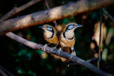 Brustbandhäherling / Greater Necklaced Laughingthrush