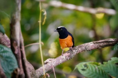 Weißkappenschama (M) / White-crowned Shama