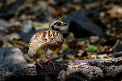 Braunbrust Buschwachtel / Bar-backed Partridge (Brown-breasted Hill-partridge)