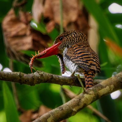 Weiblicher Wellenliest / Banded Kingfisher