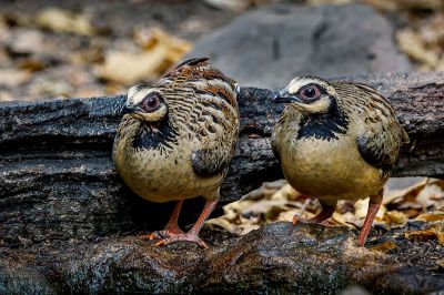 Braunbrust Buschwachtel / Bar-backed Partridge (Brown-breasted Hill-partridge)