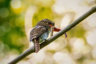 Wellenliest (W) / Banded Kingfisher