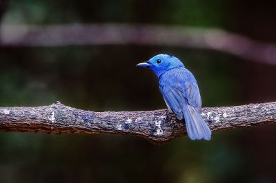 Schwarzgenickschnäpper (M) / Black-naped Monarch