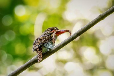 Wellenliest (W) / Banded Kingfisher