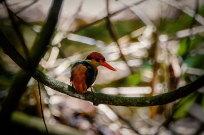 Dschungelzwergfischer - Orientalischer Zwergfischer / Black-backed Kingfisher - Oriental Dwarf-kingfisher