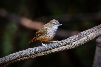 Rotschwanz-Maustimalie / Abbott's Babbler