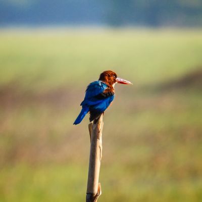 Braunliest / White-throated Kingfisher