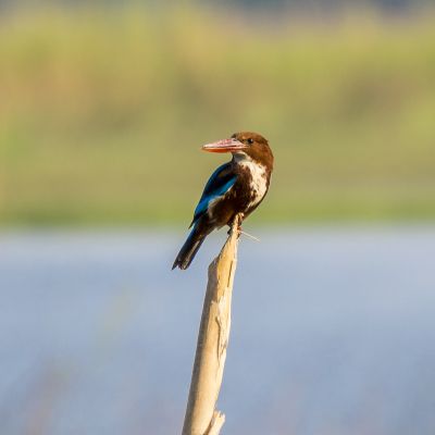 Braunliest / White-throated Kingfisher