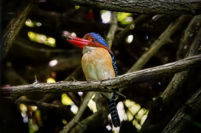 Wellenliest (M) / Banded Kingfisher