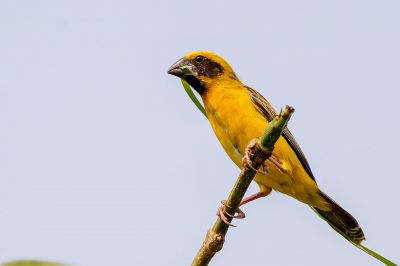 Kernbeißerweber (M) / Asian Golden Weaver