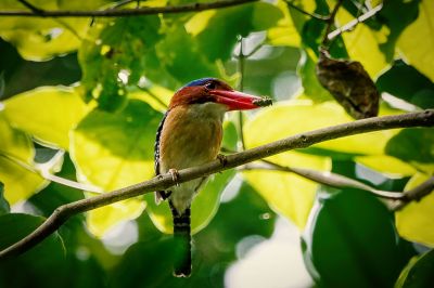 Wellenliest (M) / Banded Kingfisher