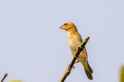 Kernbeißerweber (W) / Asian Golden Weaver