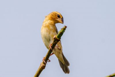 Kernbeißerweber (W) / Asian Golden Weaver