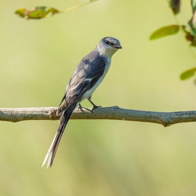 Graumennigvogel / Ashy Minivet