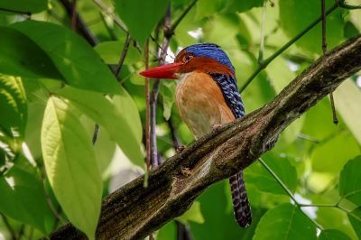 Wellenliest (M) / Banded Kingfisher