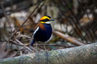 Malaiische Bindenpitta (M) / Malayan Banded Pitta