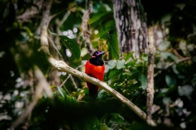 Diardtrogon (M) / Diard's Trogon