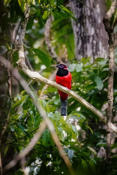 Diardtrogon (M) / Diard's Trogon