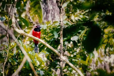 Diardtrogon (M) / Diard's Trogon