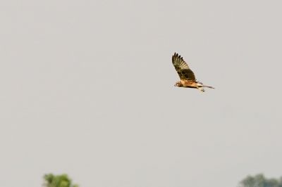 Mangrovenweihe / Eastern Marsh-harrier