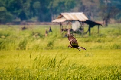 Mangrovenweihe / Eastern Marsh-harrier