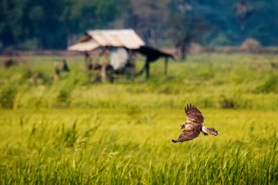 Mangrovenweihe / Eastern Marsh-harrier