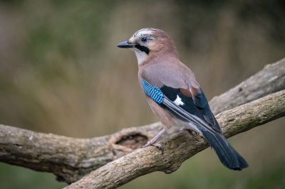 Eichelhäher / Eurasian Jay