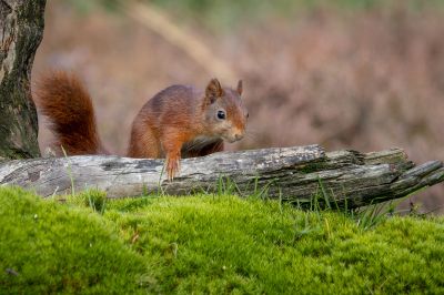 Eurasisches Eichhörnchen - Eichhörnchen / Red Squirrel