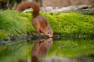 Eurasisches Eichhörnchen - Eichhörnchen / Red Squirrel