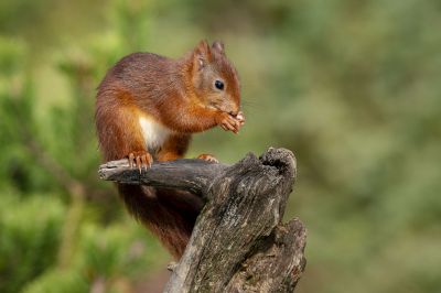 Eurasisches Eichhörnchen - Eichhörnchen / Red Squirrel