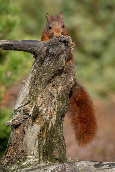 Eurasisches Eichhörnchen - Eichhörnchen / Red Squirrel