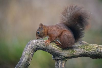 Eurasisches Eichhörnchen - Eichhörnchen / Red Squirrel