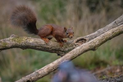 Eurasisches Eichhörnchen - Eichhörnchen / Red Squirrel