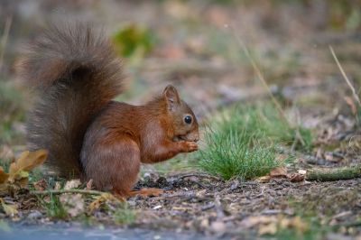 Eurasisches Eichhörnchen - Eichhörnchen / Red Squirrel